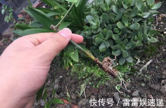 花开像月季，易爆花，-20℃冻不死，好养活不生病，比桂花香10倍