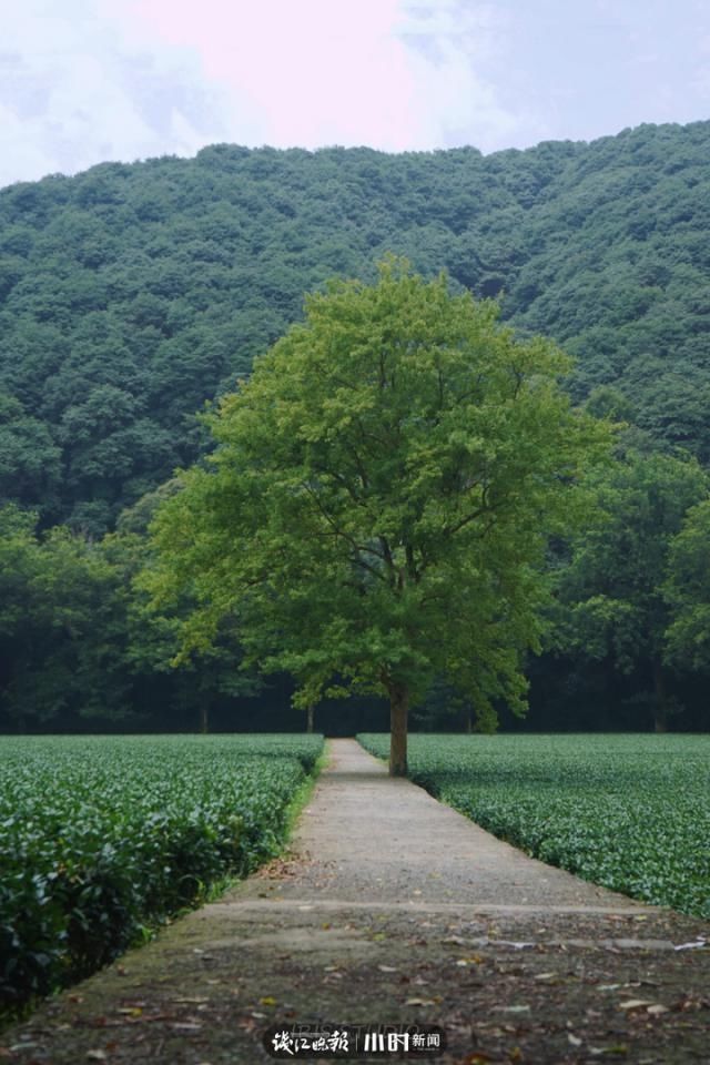 着迷|一棵“孤独树”，最近让全城摄友着迷！随手一拍美成仙境