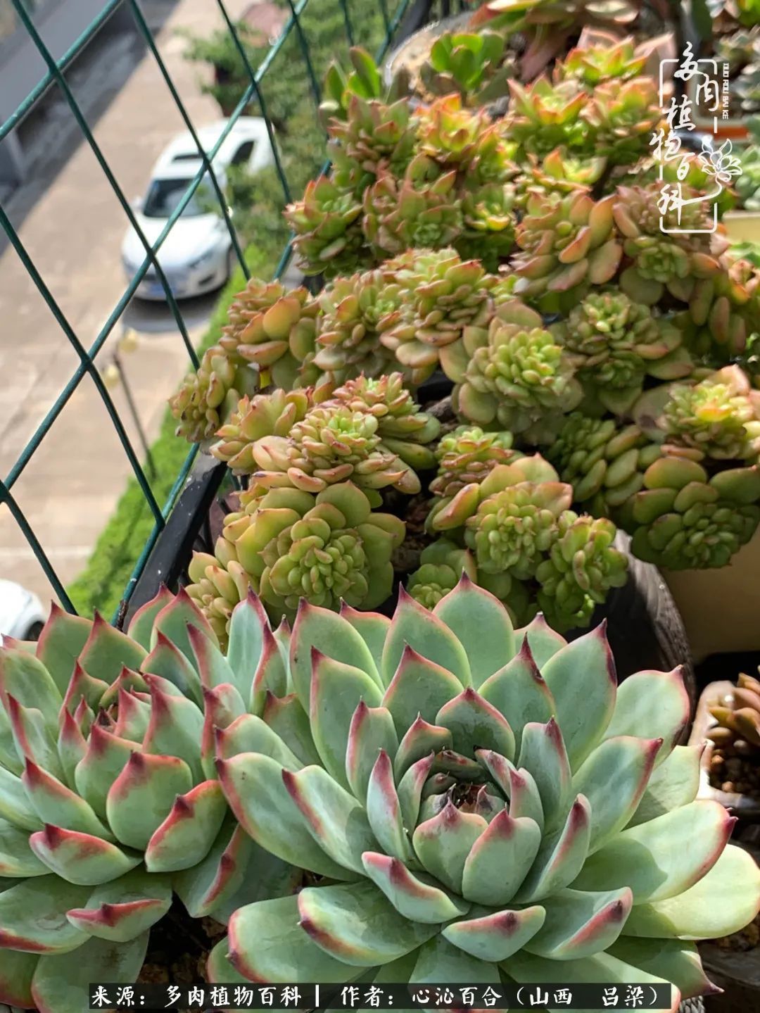 夏季的多肉,绿色才是主色调!努力呵护,期待绽放的那一刻!