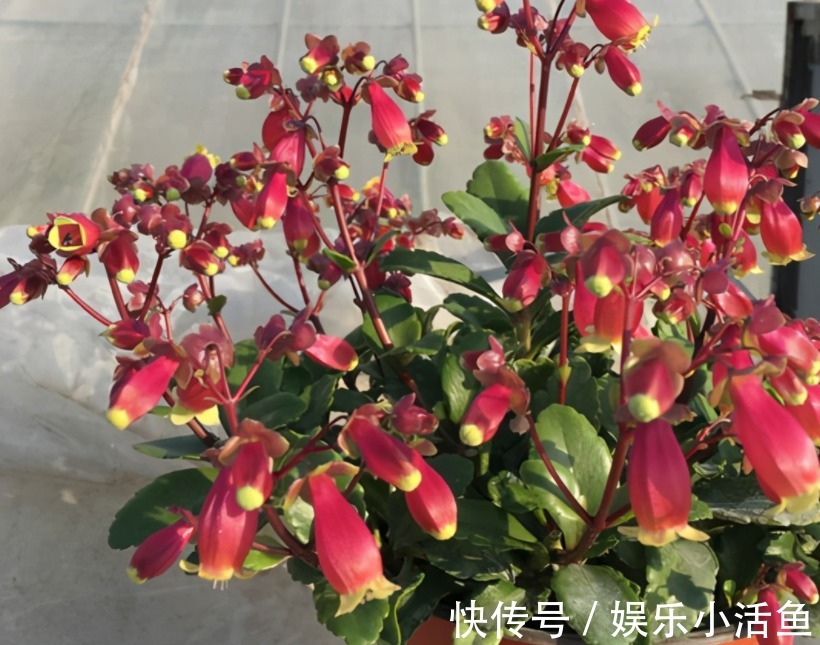 它是肉质“网红花”，寓意吉祥，掌握住技巧，植株轻松爆花