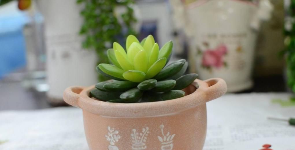 新入手多肉,上盆做好这4点,植株茎叶养得胖嘟嘟