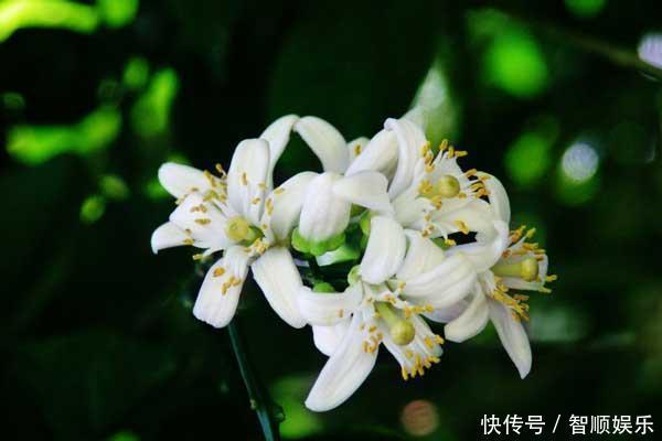 消失|毛孔粗大像火龙果 教你3个天然法, 一周后粗大毛孔消失不见