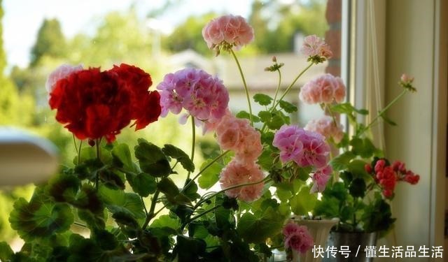 这“三种花”再旱也别“喷水”,遇水易黄叶烂根,丑到没朋友!