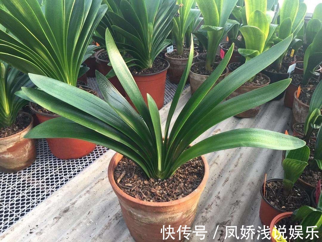 烂根|秋天养君子兰,“死记硬背”四大原则,冬天大爆花,花箭拔得多