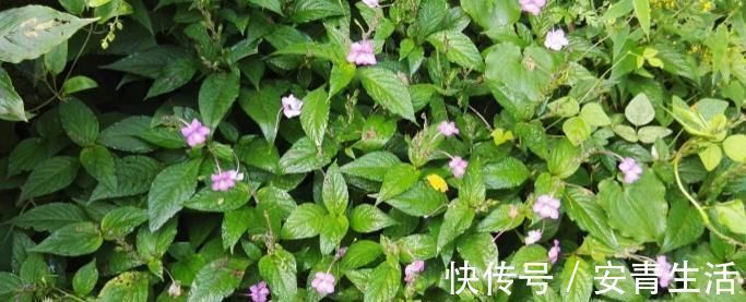 草药|这种能续筋接骨的草药，长在路边，竟无人认得，中医，真的式微了