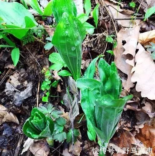 吃起来|东北山上的这野菜,吃起来有点甜甜的,用来蘸酱吃非常美味!
