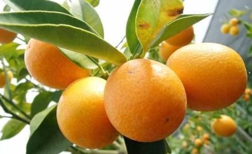 补充营养|人到中年想长寿,推荐吃以下水果,清热排毒,补充营养,早吃早好