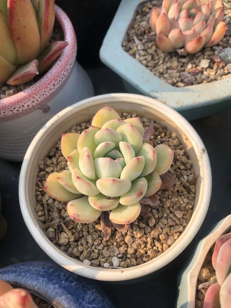 白月影|多肉小白三年励志对比养自己的花,爱自己的宇宙!