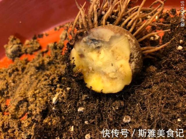 种花|9种花，天热会“假死”，千万别丢了，秋天就苏醒