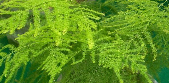 绿萝|喜欢养花，就养这4种花，漂亮好养花期长，用来净化空气最适合