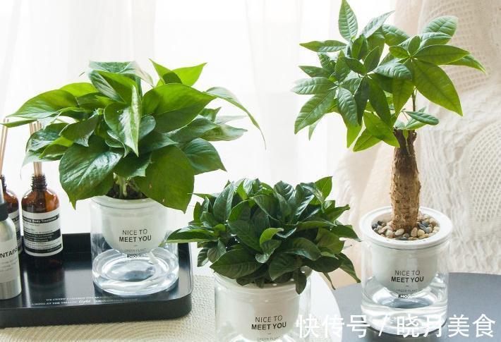 会自动吸水的漂亮盆栽,懒人们再也不用费心打理就能拥有的小绿植