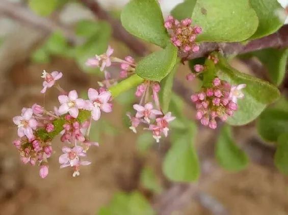 金枝玉叶开花了，真花长这样，很多人没见过