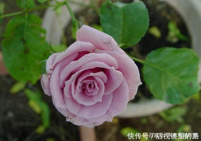 20款紫色月季品种。浓香、抗病非常好养,天然紫色唯美盛开