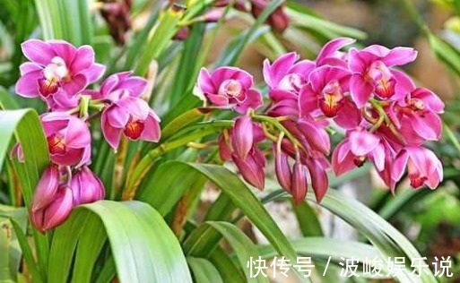 施肥|“兰花”怎么养做好5点,叶子油绿,开花多,又香又好看!
