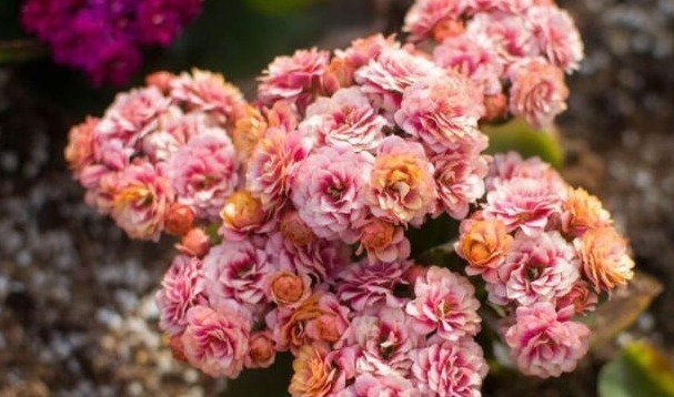 室内温度|老花匠养“长寿花”,轻轻松松变“老桩”,花友给1000不卖