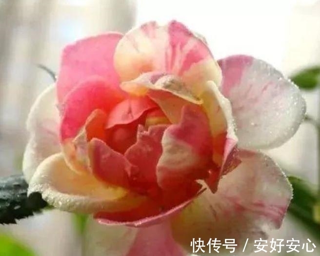 达比|4种花养家里，人养花，花也养人，空气清香去异味，花开枝繁叶茂