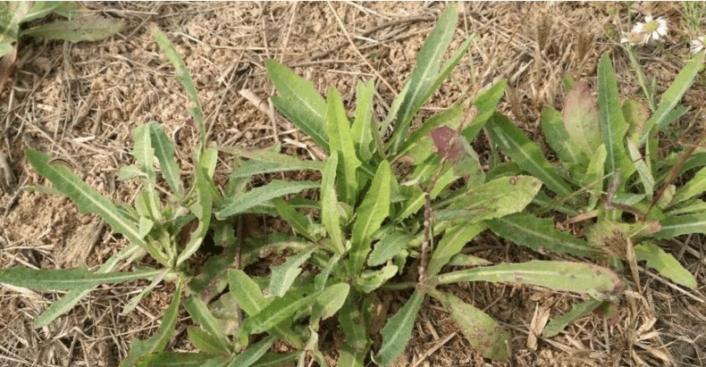 皇帝|农村一野菜,味道虽苦但很多人喜欢吃,相传皇帝也称赞