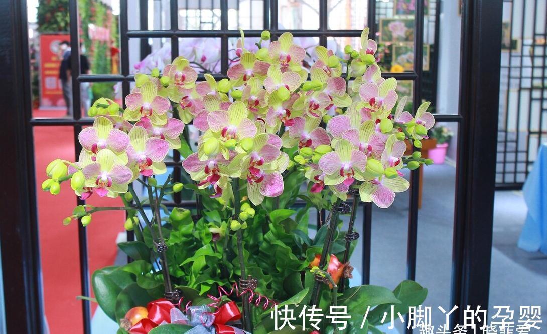 冬季养花，了解“七忌”，简单实用，安全过冬