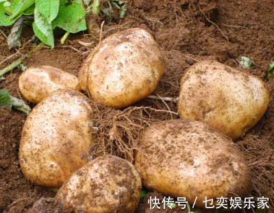 夏天热，土豆买多了，不要放冰箱！教你农村土方法，放半年不发芽