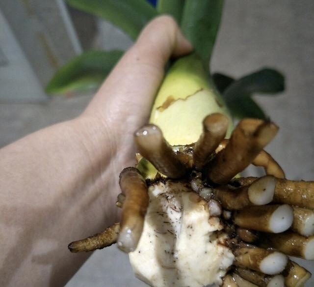 君子兰“烂根”别扔了,1种药水泡一泡,20天生根,长得更旺