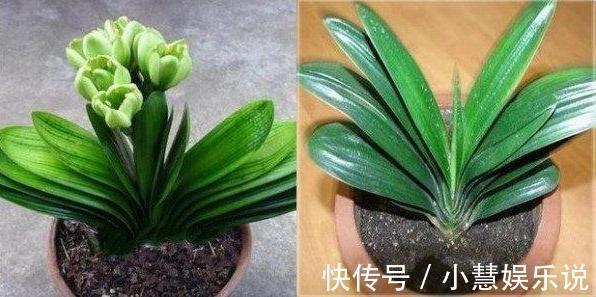 养君子兰，避2错，不黄叶不烂根，秋天猛长，新年爆花红艳艳