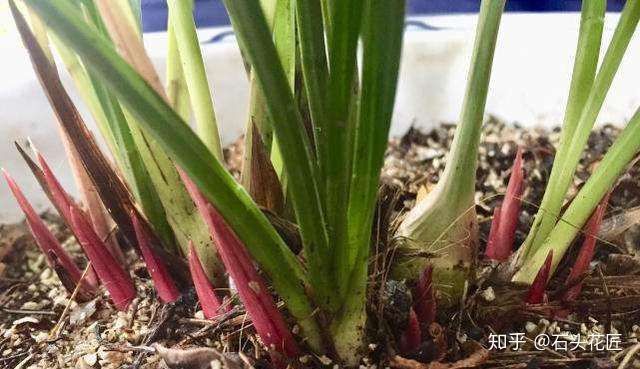 养花总是“烂根”,学会4个“科学”方法,家里绿植“嗖嗖长”