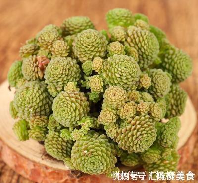 公认难养的4种高颜值多肉，谁养谁后悔，能养好的都是高手！