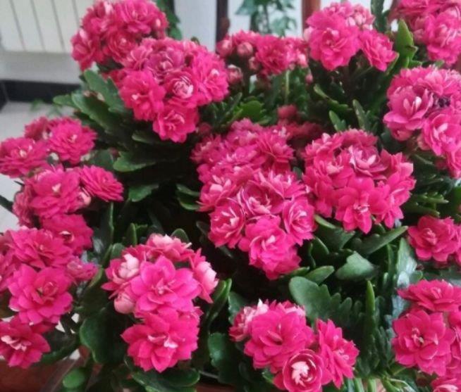 养花就养这几款,花朵小巧玲珑,层层交叠,烂漫迷人眼