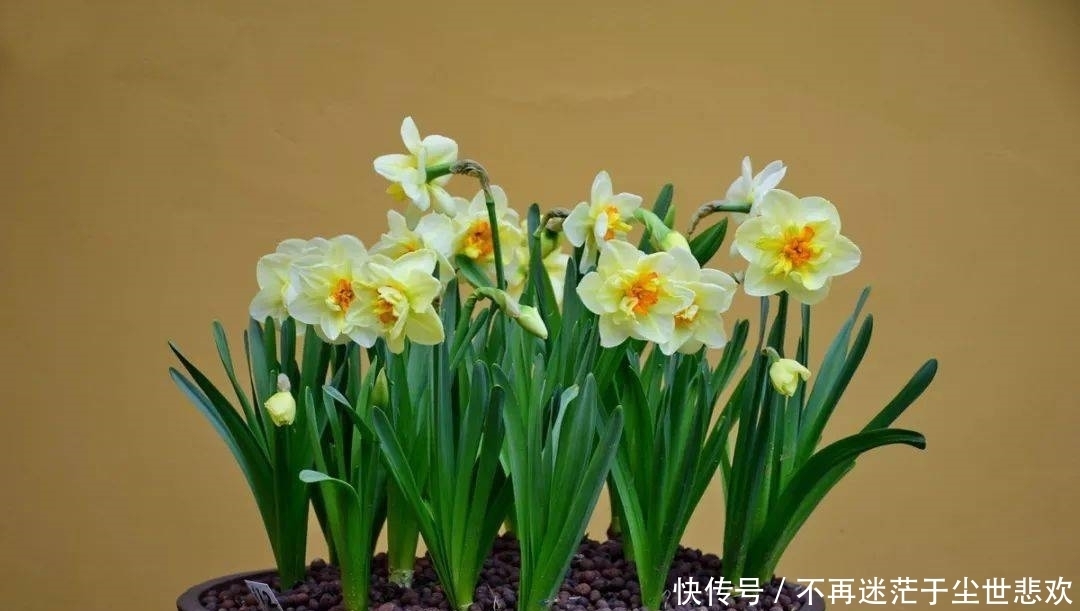 客厅花草别乱养,过年摆上这6种,添喜又添吉