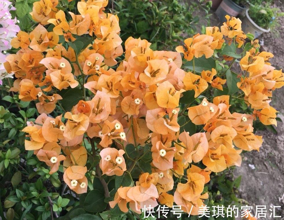 秋天 家里这4种花要施肥了 盆土更肥沃 枝叶多花更多 粉紫色 秋天 家里这4种花要施肥了 盆土更肥沃 枝叶多花更多 粉紫色