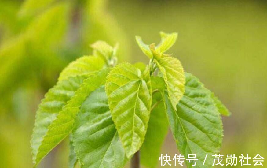 风流泪|桑叶的作用居然这么大,这五点药用价值您知道几种