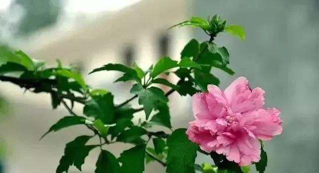 最适合家人养的四种花,健康长寿又养心!