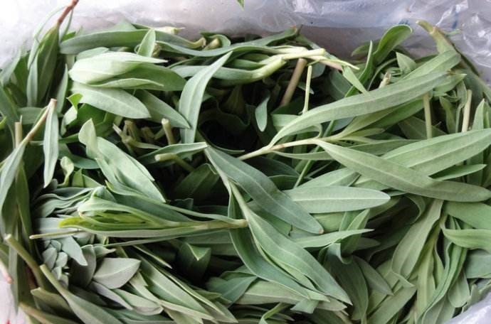 血管|农村生长的这种多年生野草,营养丰富,耐寒,却有软化血管的功效