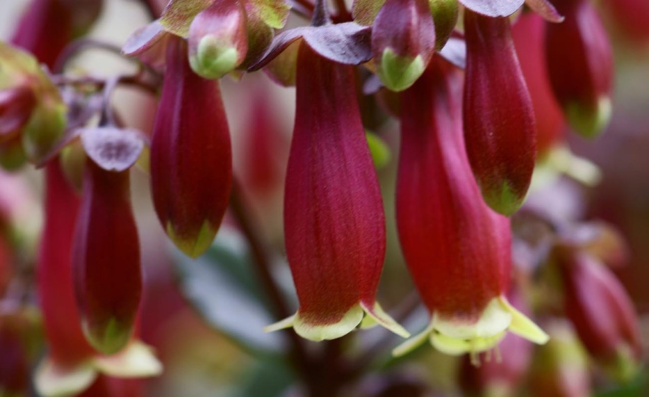 此花寓意着给人们带来健康，为家中增添吉祥如意，象征着健康长寿