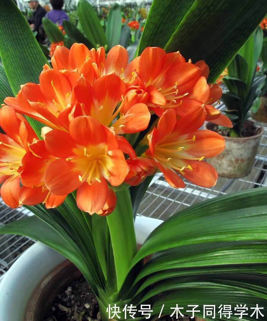 君子兰春天“翻盆”,花盆有讲究,选错了耽误“长新叶”