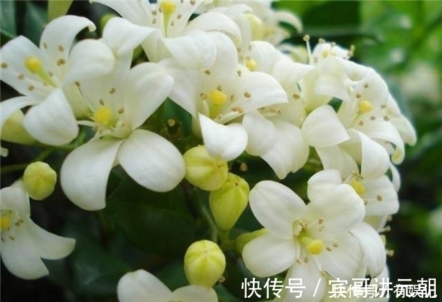 绿萝扔了吧！此花沾土就活，一年开花200天，花香胜桂花！