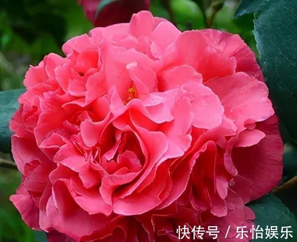 月季花丢了吧！此花耐旱耐寒，比牡丹还美，比绿萝好养，花香四溢