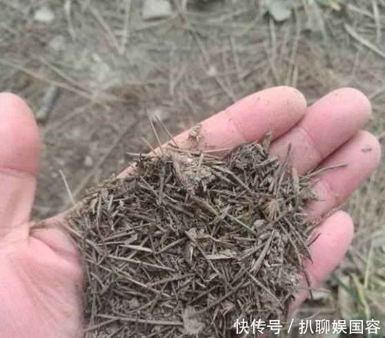 生长|君子兰盆里丢点这个,叶子油绿发亮,一年花开2次!