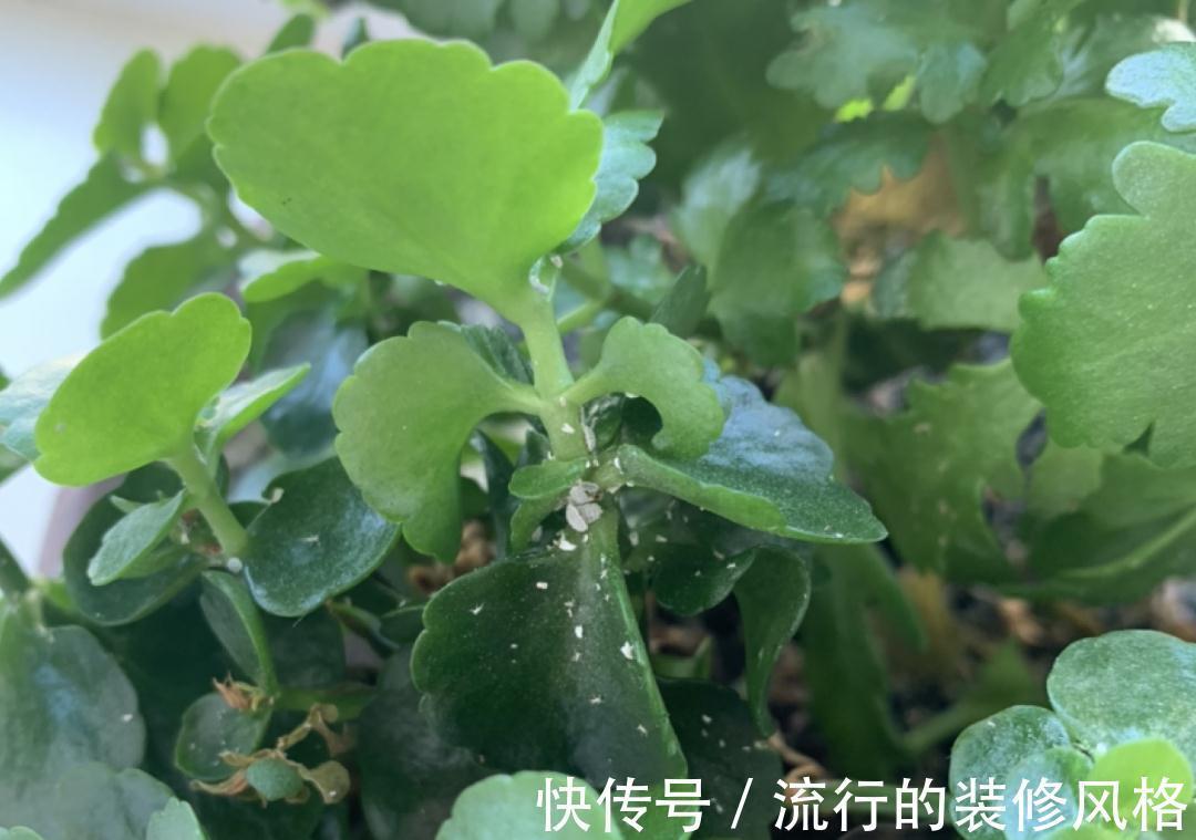 黄叶|养花“黑名单”实在太难养，心累