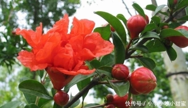 种植|最适合庭院、屋顶绿化种植的植物,各月开花顺序整理,不收藏吗?