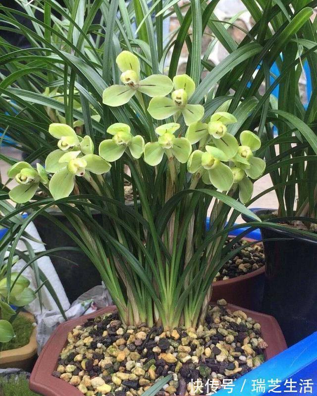 兰花释放三个求救信号,赶紧翻盆,动作慢“有隐患”容易收空盆