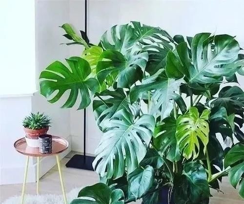 新房|怎么快速去甲醛？新房通风多长时间可入住？