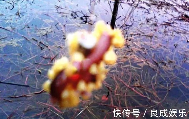 蘸饵|天气越来越冷,用蚯蚓钓鱼,多一个小步骤事半功倍