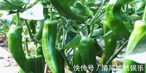 食物|聪明人爱吃的食物,补血润肤,清热排毒,消除疲劳,延缓衰老