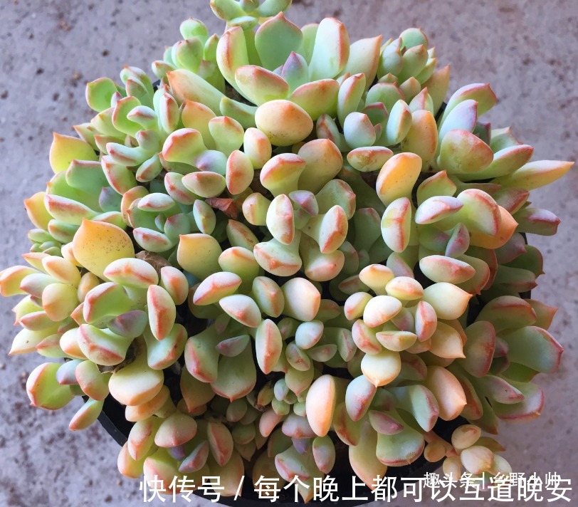 多肉一次浇多少水合适“干透浇透”坑了多少人，看完这些才明白