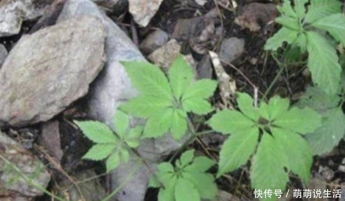 开荒|生长在路旁,曾是开荒的拦路虎,殊不知是“南方人参”,名贵药材