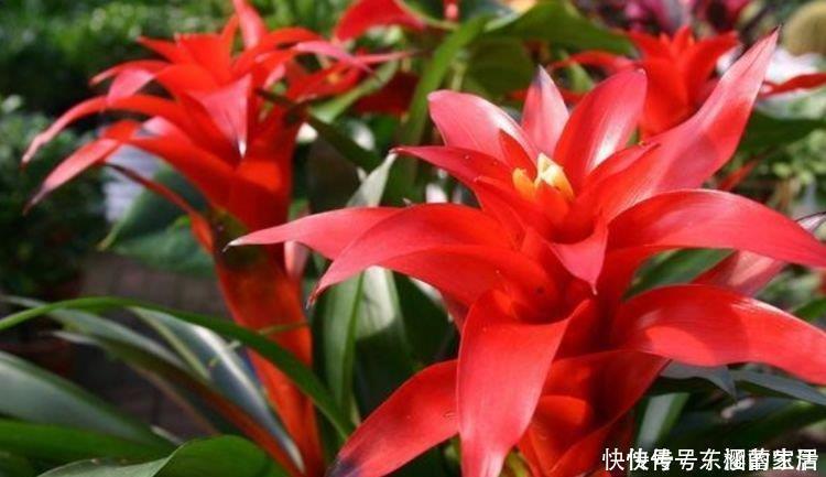 手掌型|5种花高贵优雅,看了就让人沉醉,比牡丹美,比绿萝好养