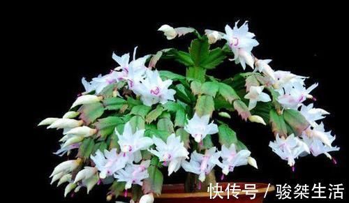 蟹爪兰|不会嫁接蟹爪兰？此3种，有文有图，2分钟学会！