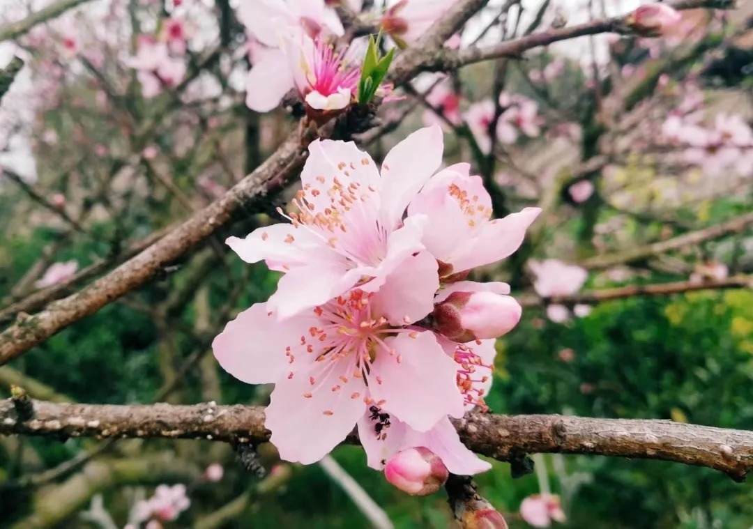 28首惊蛰诗词,惊醒最美春天