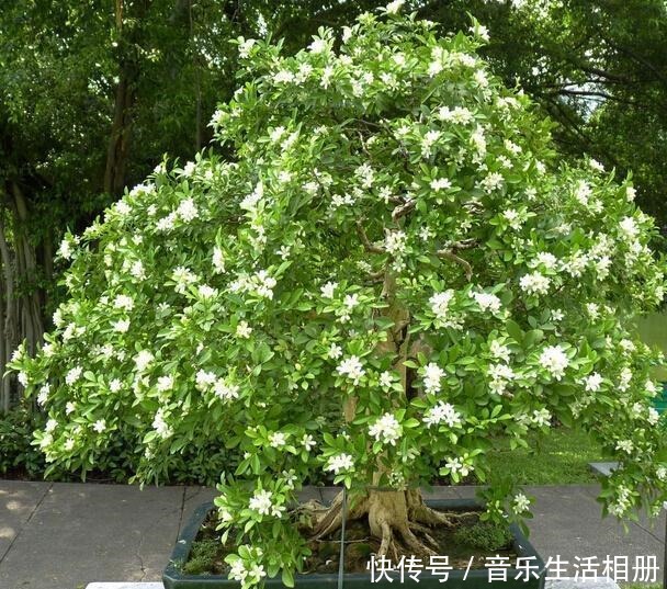 别再种桂花了！此花比绿萝还好养，花开200天，号称天下第一香！